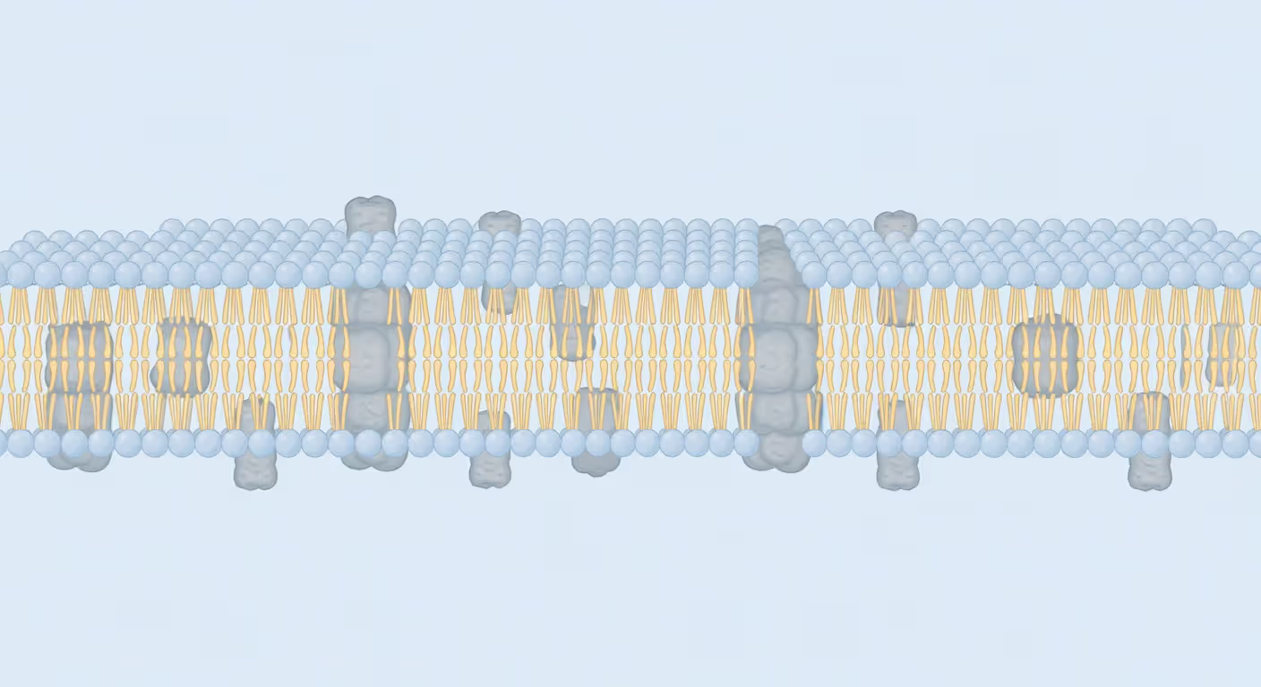 Cell membrane structure showing fat molecules