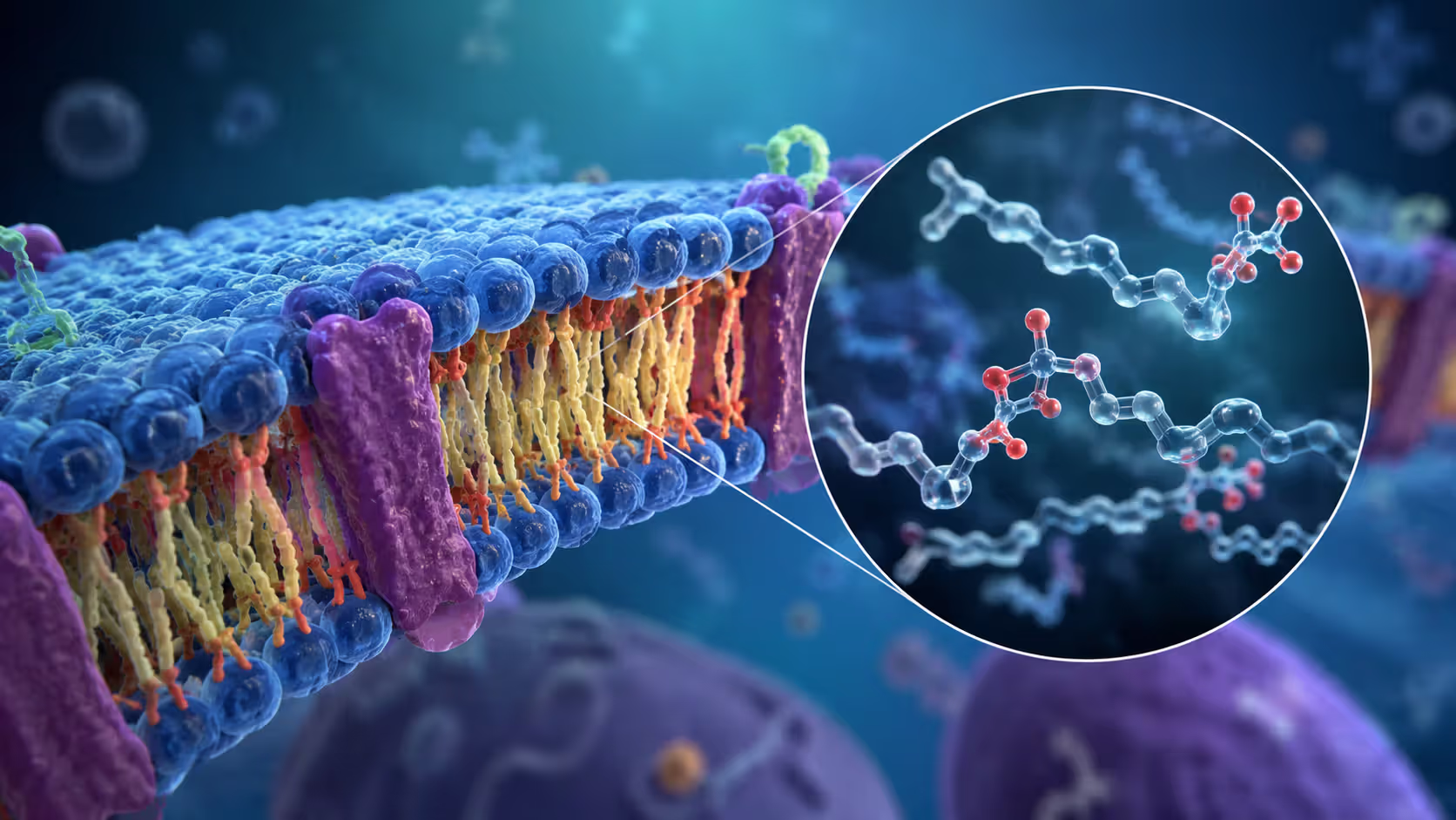 Omega-3 fatty acids in cell membranes