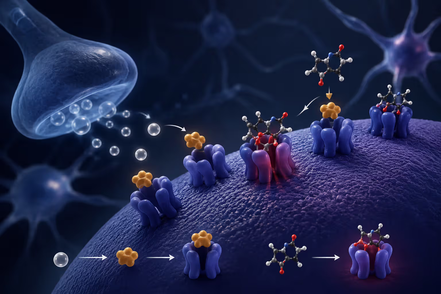 Diagram showing how caffeine blocks adenosine receptors in the brain